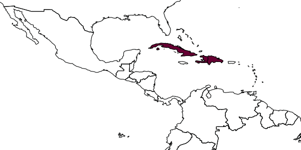 map of Drepanaporus antillarum     (Bradley, 1944)